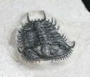 Excellent Gondwanaspis Trilobite From Morocco #10886-2